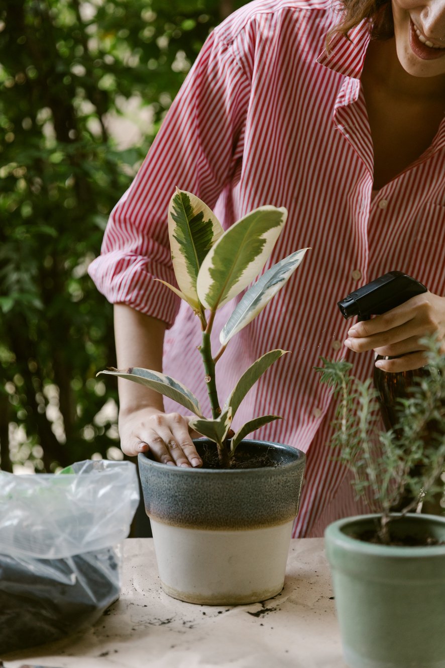 Crop woman spraying plant in pot